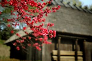Red cherry blossom Japan.jpg